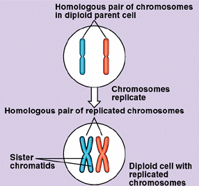 Depicts how chromosomes replicate in interphase I of meosis, to clarify where the paired chromosomes come from.