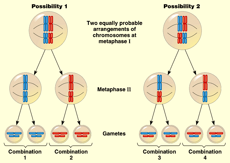 Shows the two possibilities that could result from independent assortment in a two-chromosome organism.