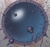 Depicts many sperm trying to fertilize an egg, showing how random the process is.