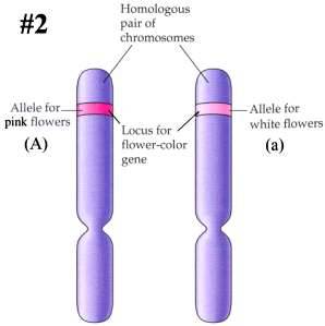 An illustration of a heterozygous pair of homologous chromosomes.