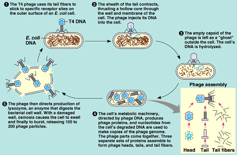 Tahapan Siklus Reproduksi Virus Secara Litik