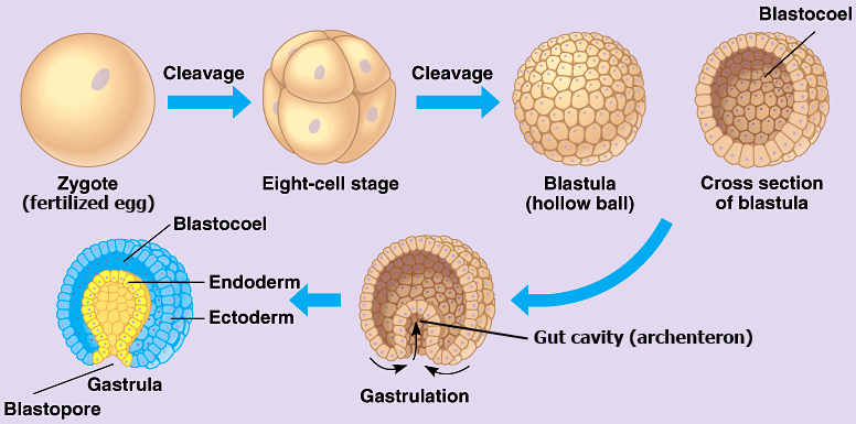in a frog embryo gastrulation