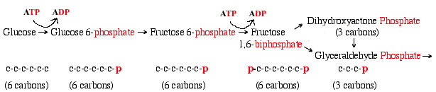 What is the process of glycolysis like?